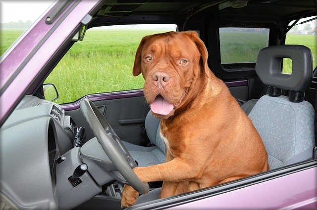 Hund im Auto - Ratgeber für den Transport von Hunden