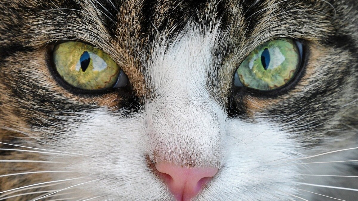 Auge der Katze tränt - Ursachen, Symptome und Therapie