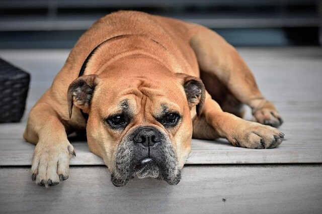 Schilddrüsenunterfunktion Hund: Symptome & Behandlung | SantéVet