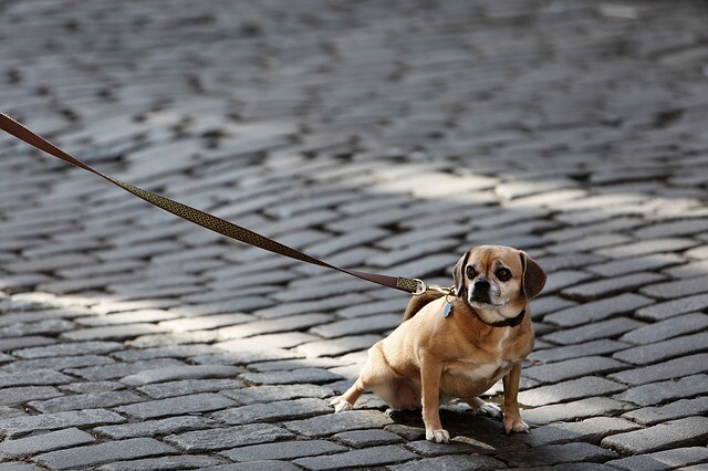 Hund zieht an Leine: Leinenführigkeit trainieren - HunDziehtanleine